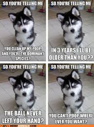 Image result for Animal Meme