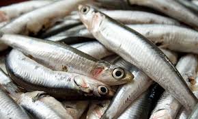 Resultado de imagen para pescado