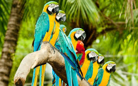 Image result for macaw parrot hd