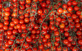 Trend Google: pomodoro