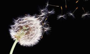 Image result for head of a dandelion
