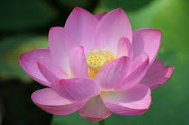 Image result for images of lotus