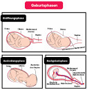 Was passiert bei der geburt