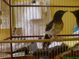 Hasil gambar untuk murai batu