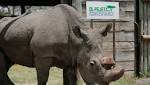  Last male northern white rhino takes a walk despite illness