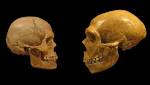  Did Neanderthals Go Extinct Because of the Size of Their Brains?