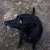 Irksome Vet Visits Spur Nashville Man's Crusade On Rabies Vaccines