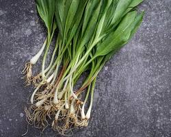 Image of Ramps vegetable