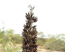 Imagem de Flora da Serra da Capivara