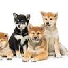 Story image for Best Pet Supplies Dog Supplies Dog Beds For Sale from Forbes