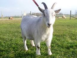Image result for GOAT