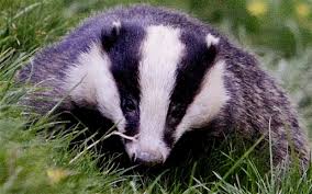 Image result for badgers