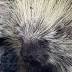 Porcupine