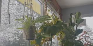 Magnitude 7.0 Earthquake Shakes Alaska-Yukon Border Region