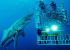 Shark Bookings: Shark Cage Diving in South Africa