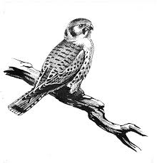 Resultado de imagen de Audubon Society