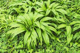 Résultat de recherche d'images pour "nouer l'ail"