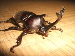 Résultat de recherche d'images pour "rhino beetle"