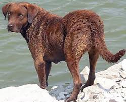 Image result for "Chesapeake bay retriever"