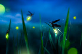 Are Fireflies Disappearing? Understanding the Decline and What You Can Do