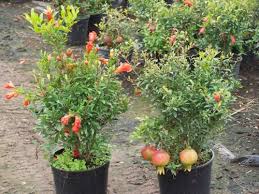 Image result for pokok dalam pasu