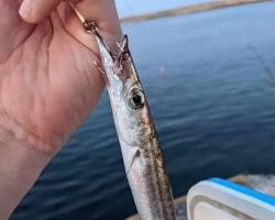 脇岬港で釣りをする親子、穏やかな海と青い空の画像