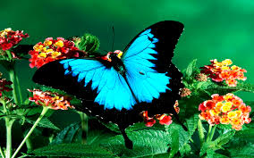 Image result for animated butterflies wallpaper