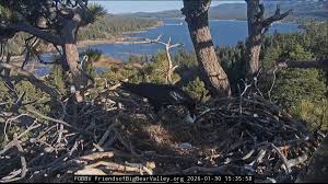 Ravens eats bald eagle egg at Big Bear nest