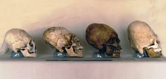 Résultat de recherche d'images pour "elongated skulls"