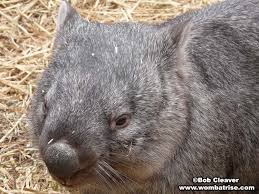 Image result for wombat