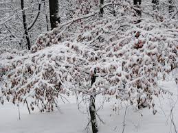 Bildergebnis für Der WInter ist da