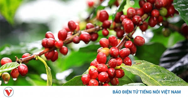 Giá cà phê hôm nay 7/7: Giá cà phê thế giới giảm ở cả 2 sàn quốc tế