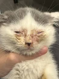 Mng ơi cho em hỏi là mắt bé mèo nhà em bị nnay là bị sao v ạ :(( bthg bé cũng hay có rỉ mắt nhưng không nhiều và nnay ạ,