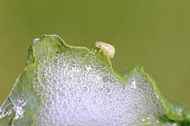 Image result for spittle bug