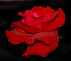 Hechizos con rosas