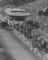 Stable - In 1954, the iconic Budweiser Clydesdales proudly pulled the Meet Me in St. Louis float during the Tournament of Roses Parade in Pasadena, California 🌹🐎. Adorned with dazzling floral details