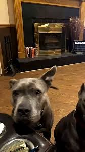 Man Adopts Pit Bulls No One Wanted, What They Do Next Is ...