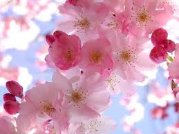 Image result for spring wallpaper free