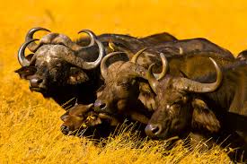 Image result for serengeti national park tanzania
