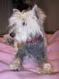 Skin conditions in westies uk