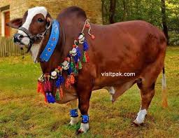 Image result for bakra eid 2015 pakistan