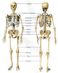 Resultado de imagen para cuerpo humano