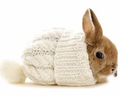 Image result for RABBIT