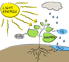 Image result for photosynthesis endergonic