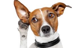 Image result for how to listen better