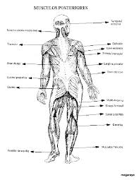 Resultado de imagen para cuerpo humano