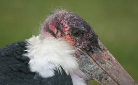 Risultati immagini per marabu