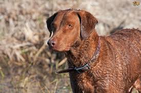 Image result for "Chesapeake bay retriever"