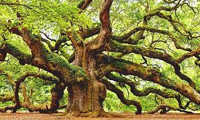 Image result for Meeting adversity well is the source of your strength.