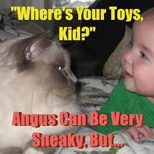 Ragdoll Cat Angus Can Be Sneaky … - OasisAnimalRescue_Cat_AngusCanBeSneaky3